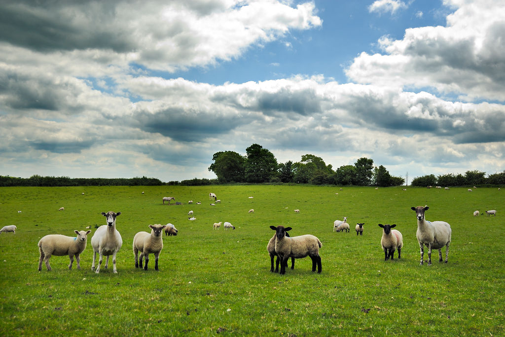 Sheep in field